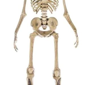 Home Accents 12 ft. Giant-Sized Skeleton with LifeEyes